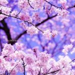 دانلود آهنگ ما رفتیم سیزده بدر دعوا بود از مسلم فتاحی